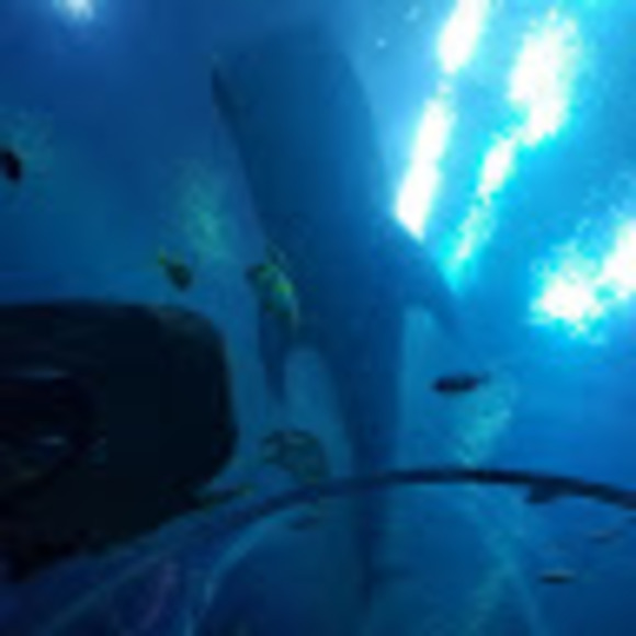 Meet your Posher, Rene - Picture 1 of 1